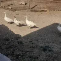 قاز برای فروش