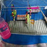 دو مرغ عشق بالغ نر