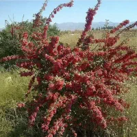 نهال زرشک قائنات، عناب بیرجند و پسته کم آب