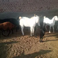 نر بز بذری فروشی