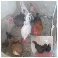 مرغ و خروس و بوقلمون