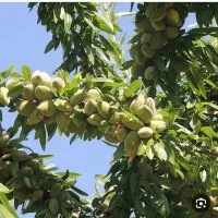 نهالستان برگ سبز