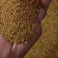 تخم علف محلی بمی پاک اصلاح سس گیری شده