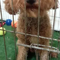 سگ پودل استاندارد