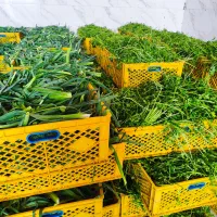استخدام برای کارگاه شستشوی سبزیجات