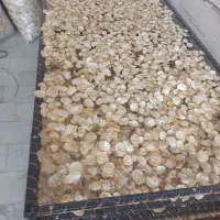 موسیر پلاکی