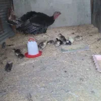 بوقلمون مادربه همراه 15عدد جوجه