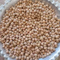 نخود پاییزه دانه درشت
