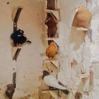 کبوترمفت