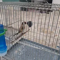 سهره دهن قشنگ