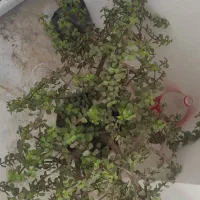 این گیاهان به فروش میرسند