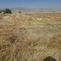 کاه گشنیز برای بسته بندی