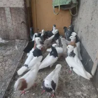 کبوتر پرش جفتگاه