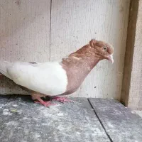کفتر زرد، سینه ای، زینتی، کت سفید