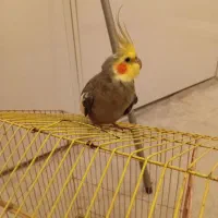 عروس هلندی نر