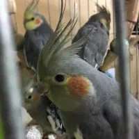 عروس هلندی تخم گزار و خونگی