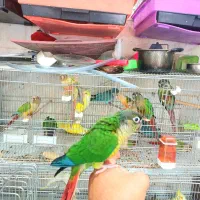 دنیای گیرینچیک ها ملنگوها راهب ها شاه طوطی ها
