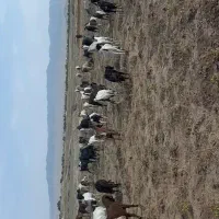 تعداد۱۵۰بزهمه جوان درجه یک