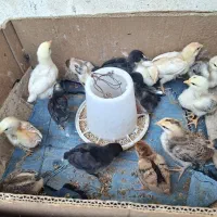 جوجه مرغ و جوجه مرغ گردن پوستی