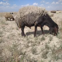 قوچ|حیوانات مزرعه|هرند, |دیوار
