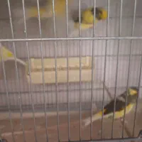 قناری نر بخون