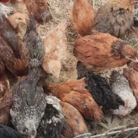 جوجه سه ماهه