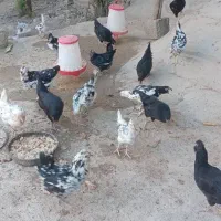تخم مرغ نطفه دار