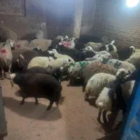 گوسفند زنده جایگاه بهداشتی دام زنده **