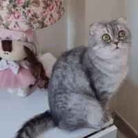اسکاتیش ماده