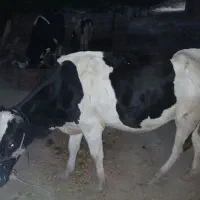 گاو هلشتاین 4ماه آبستن