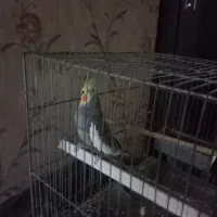 پرنده عروس هولندی