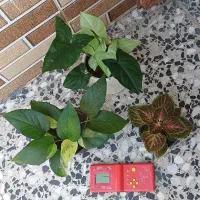 طبیعی و زیبا