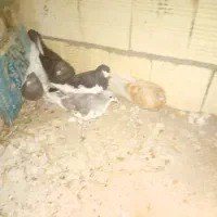 چند عدد کفتر بهبهانی شهری