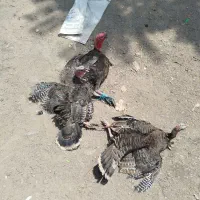بوقلمون نرو ماده