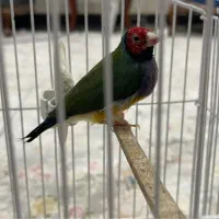 یک عدد فنچ گلدین نر آماده