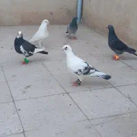 کفتر شهرستانی قرچک