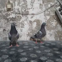 10جفت کبوتر خارجی انگلیسی به شرط