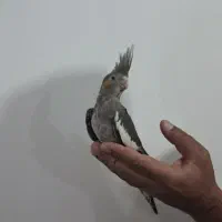 دوعددعروس هلندی ماده دستی
