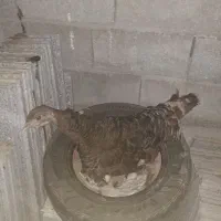 بوقلمون کرچ برنز