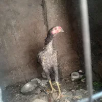 جوجه خروس ۵ ماهه لاری دانگ بالا و یک محلی