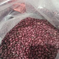 لوبیا قرمز درجه یک