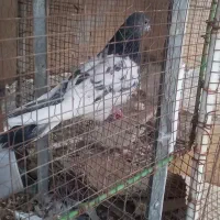 دوعددکفتر ماده