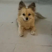 واگذاری سگ پامر روباهی گلد