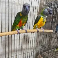 جفت طوطی سنگال مولد