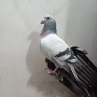 نرکرمونی تک۴۰۰