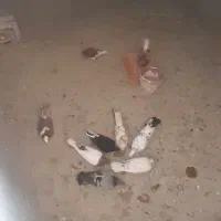 کبوتر