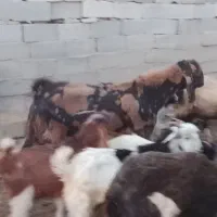 پازن روزگاری