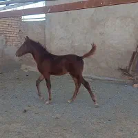 کره اسب اصیل نژاد عرب