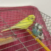 قفس همراه با مرغ عشق