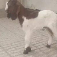 معاوضه بز و بزغاله با موتور مزایده ای